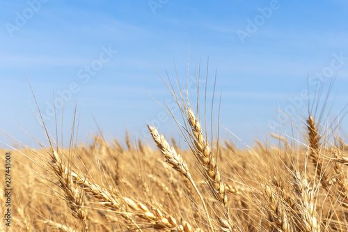 Golden yellow wheat ears on field against the blue sky.The rye crop (Secale cereale) close-up