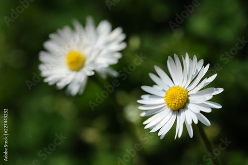 Macro white flower