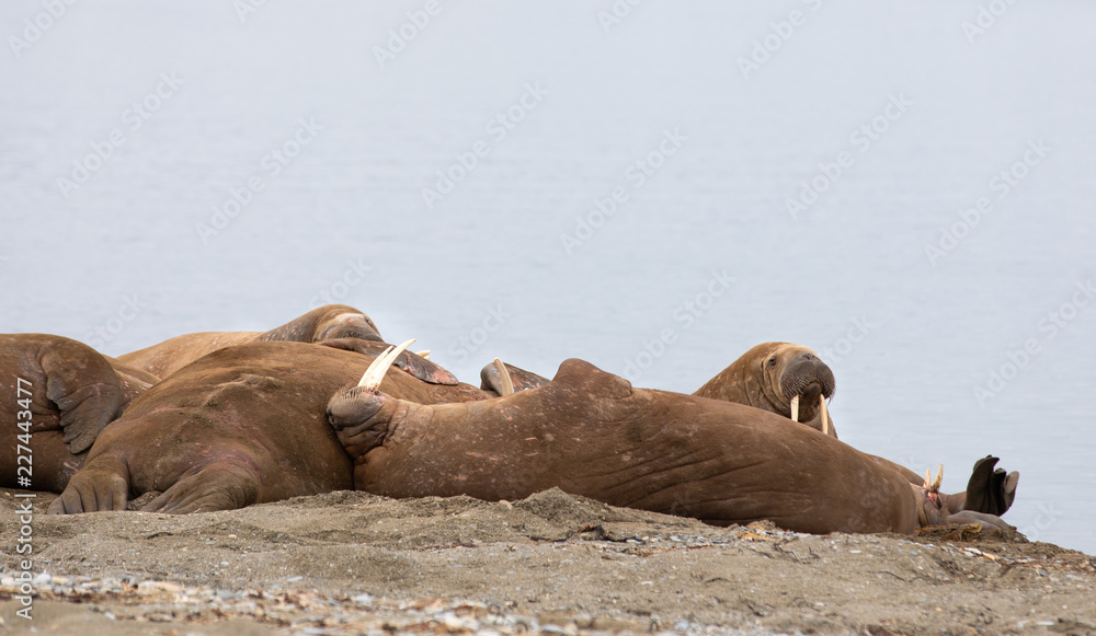 Fototapeta premium Herd of walruses lounging on the beach in Isfjorden, Svalbard.
