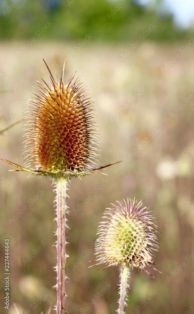 A close view of the thistle weed plants in the field.