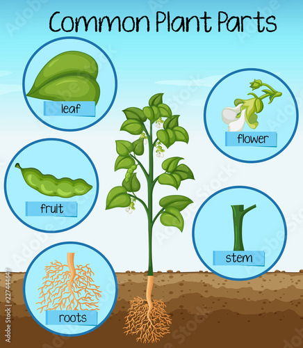 Science common plant parts