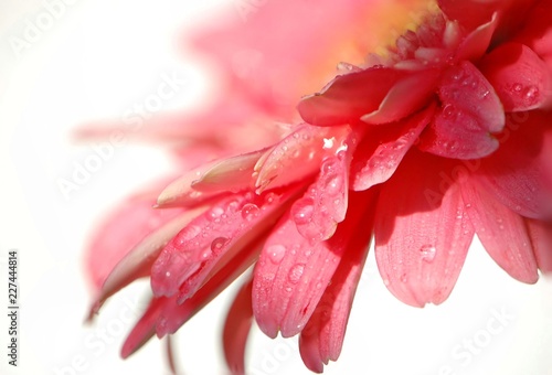 pink gerbera flower in dew drops