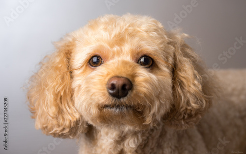 Fototapeta Naklejka Na Ścianę i Meble -  Cavapoo Puppy