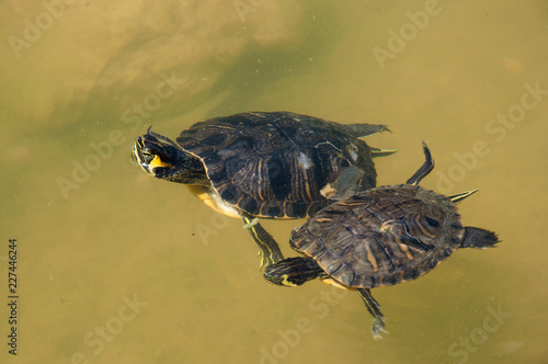 La coppia di tartarughe nuota insieme in un lago a Roma