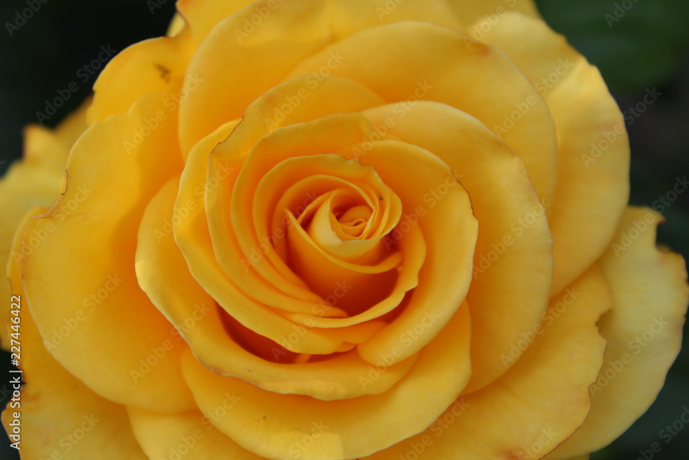 rose rose