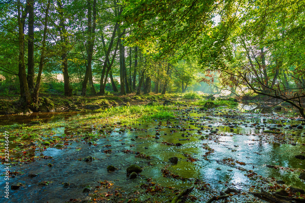 Obraz premium Vattendrag genom naturreservat