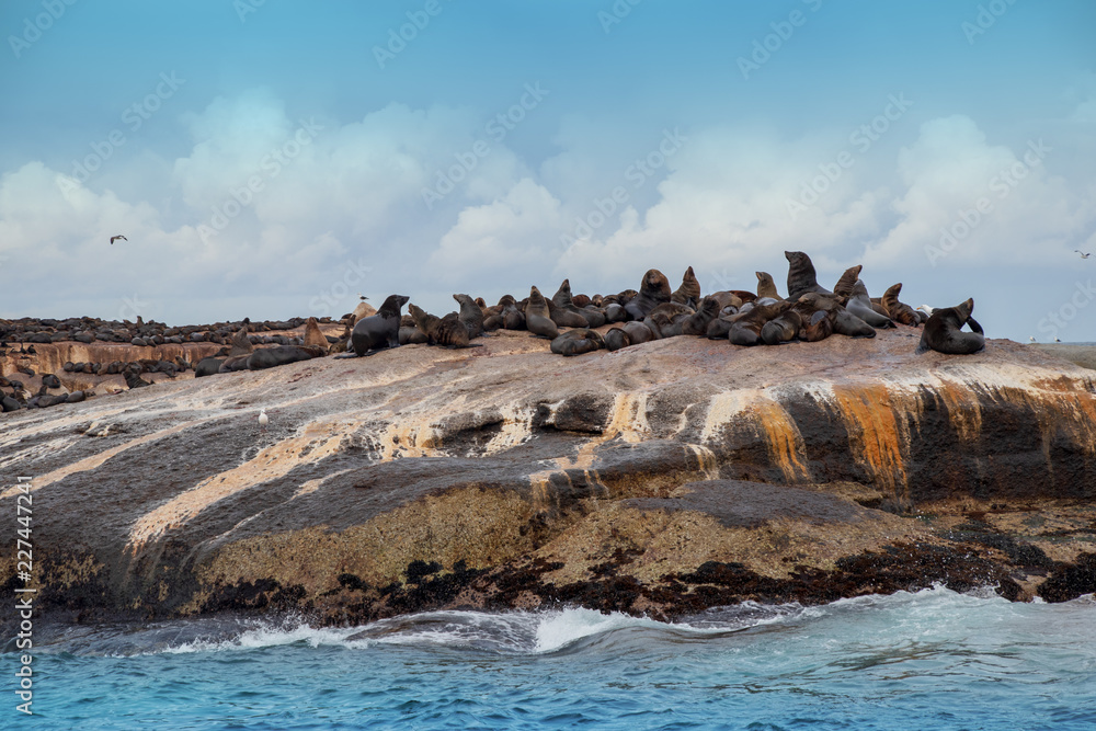 Pelzrobben auf Felsen in Hout Bay