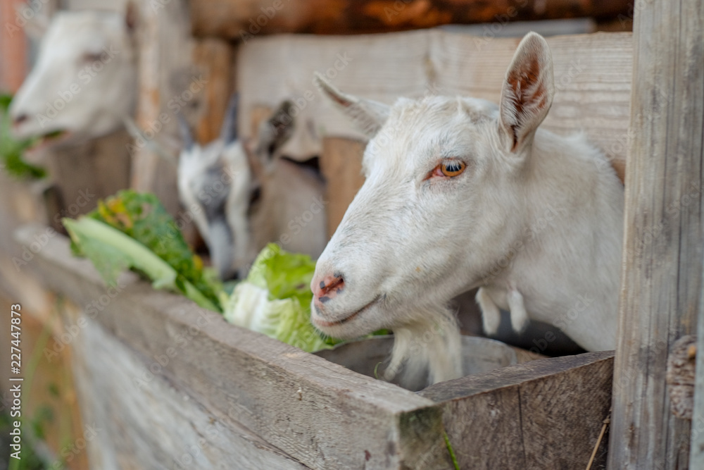 goat eating close up goat eating close up