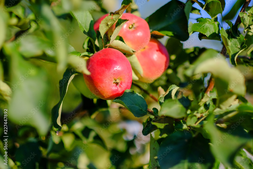 Red apples on a branch of a tree