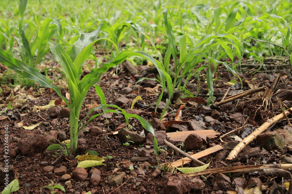 onions growing in the garden onions growing in the garden