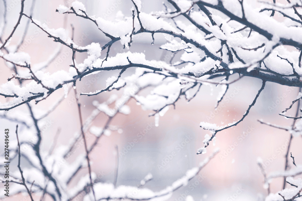 Snow on a tree branches. Winter scene with vintage look. Snow on a tree branches. Winter scene with vintage look.