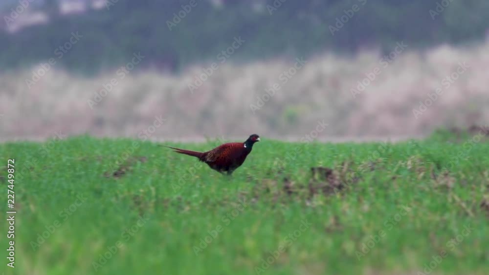 Male pheasant walking, running, within a field during rain. Male pheasant walking, running, within a field during rain.