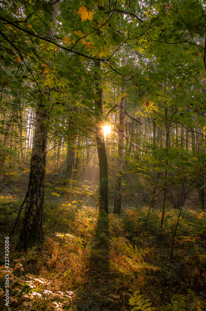 Obraz premium sonne im wald
