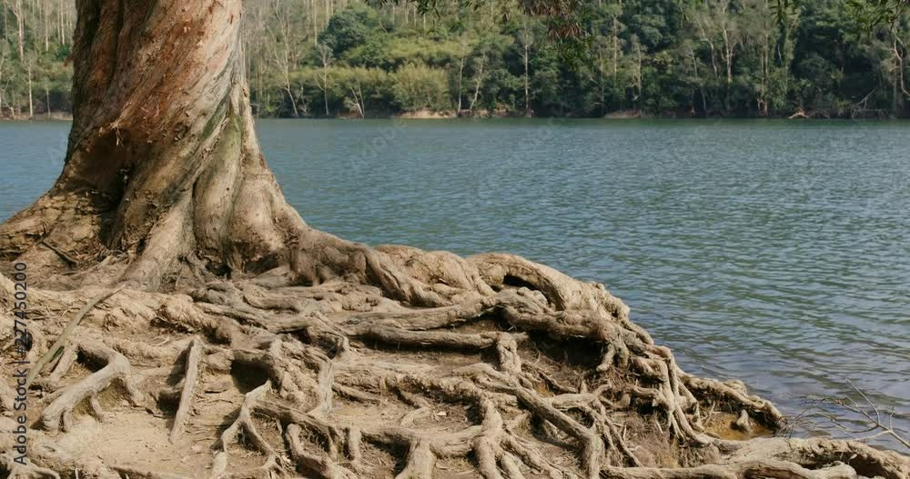 Old tree root and lake Old tree root and lake