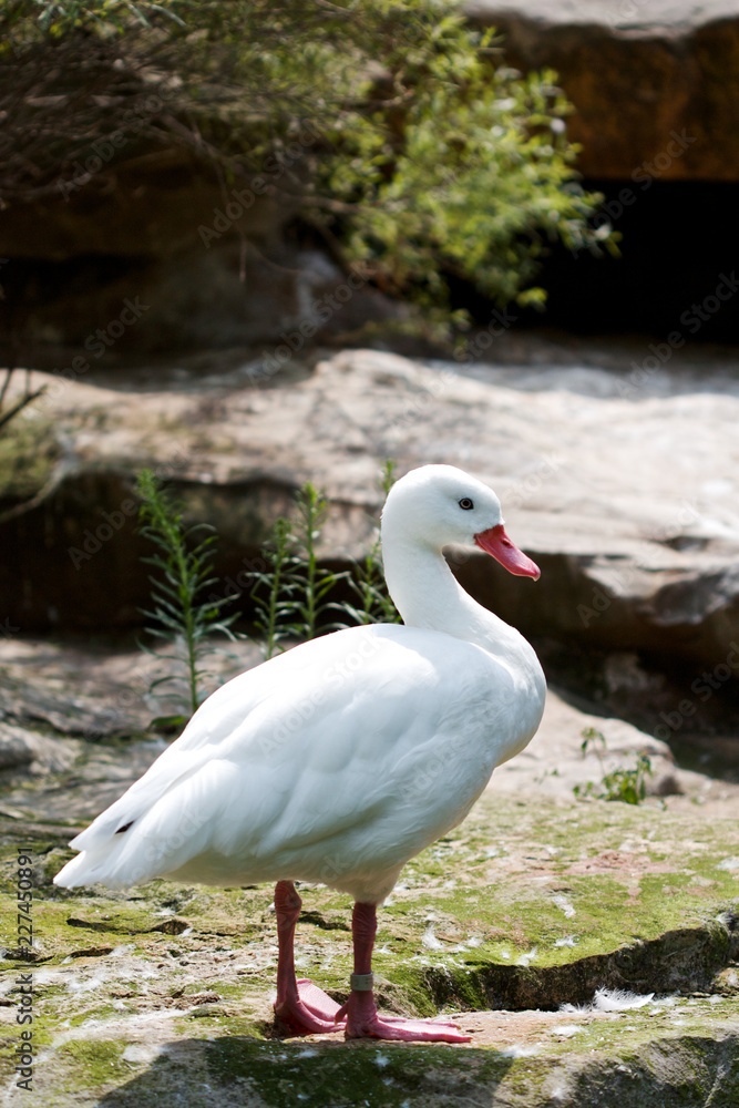Fototapeta premium goose in water