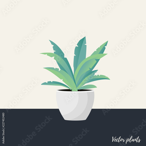 Vector Illustration. Plant in pot. Aslenium, Salvia Officinalis, Coleus, Caladium, ferns flower. Flat style