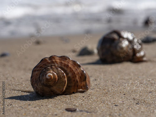 An empty rapana mollusk shell on a sandy beach