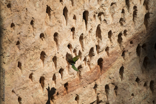 white chinned bee eater nest site.jpg