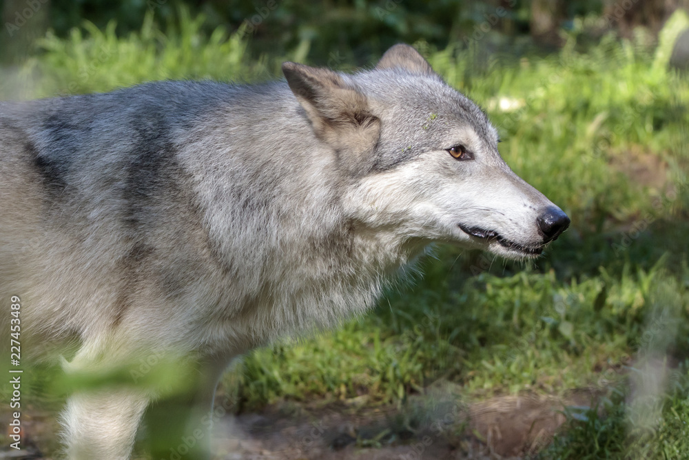 White wolf in Alaska forest