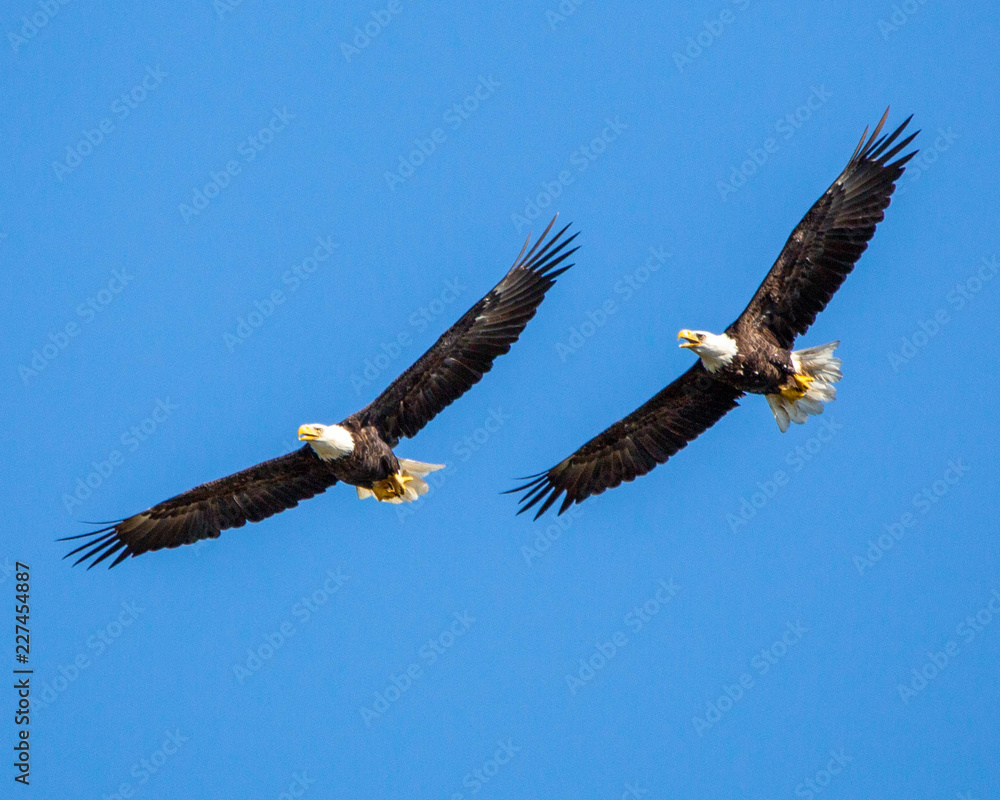 Fototapeta premium Bald eagles