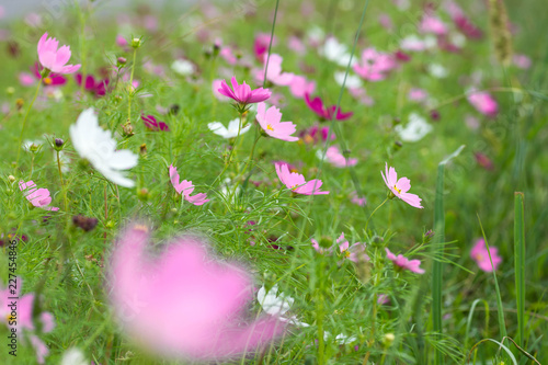 Array of cosmos flowers taken close up. Taken in Mizumaki Town, Onga district, Fukuoka, Japan photo