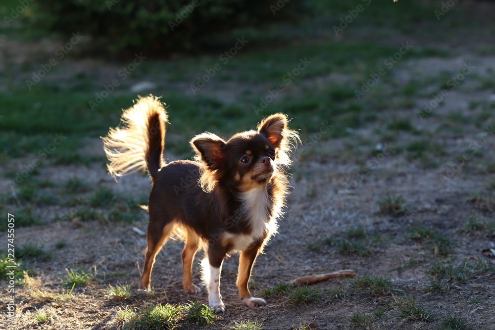 Chihuahua (dog) / Little dog running through the grass