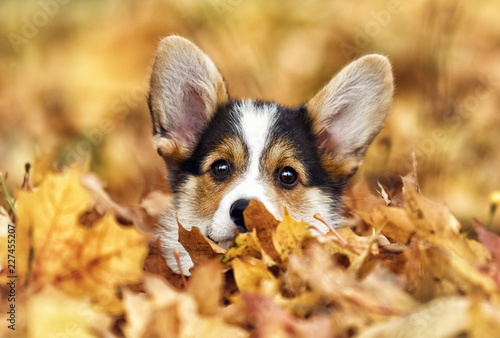 welsh corgi puppy in autumn leaves