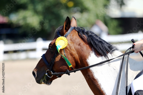 Sport horse head portrait closeup under saddle during competition outdoors