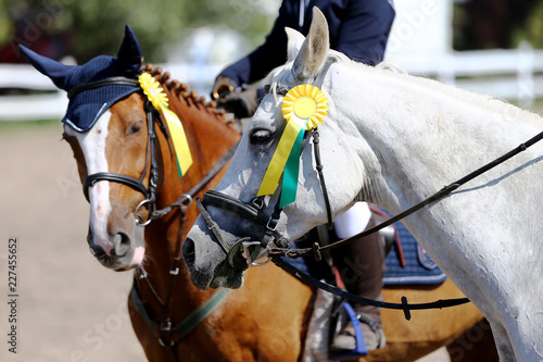 Sport horse head portrait closeup under saddle during competition outdoors © acceptfoto