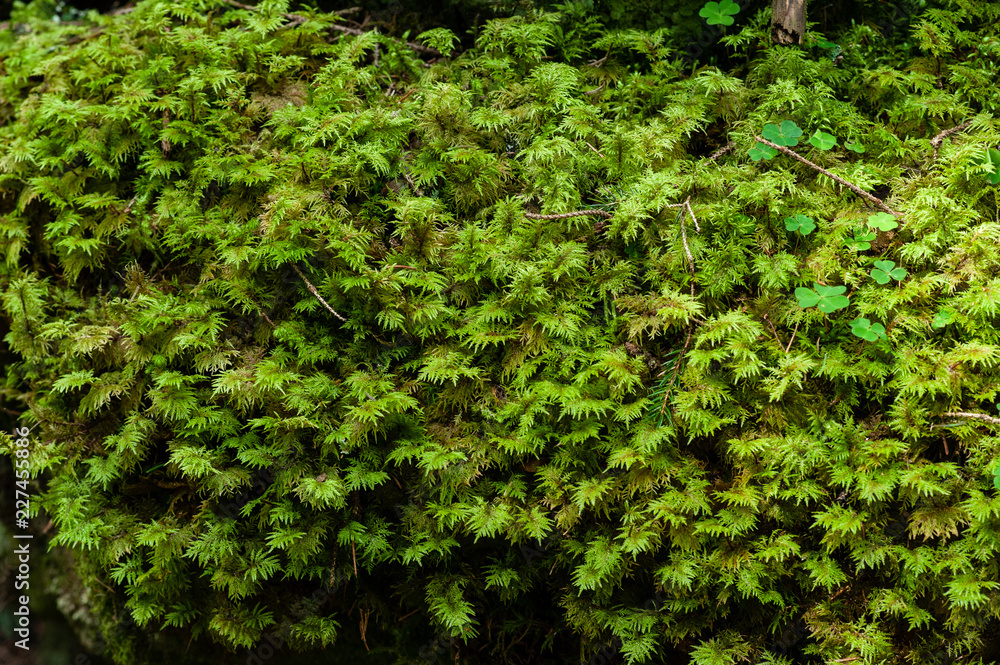 moss in the alpine forest