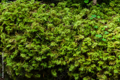 Fototapeta Naklejka Na Ścianę i Meble -  moss in the alpine forest