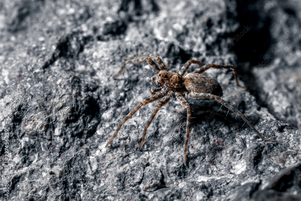 Macrophoto of a spider. Macrophoto of a spider.