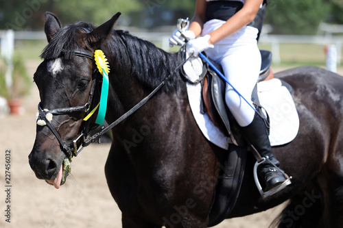 Sport horse head portrait closeup under saddle during competition outdoors © acceptfoto