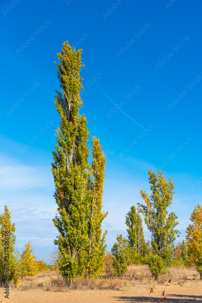 Fototapeta premium Autumn landscape - trees on the sandy shore and a beautiful blue sky in the background