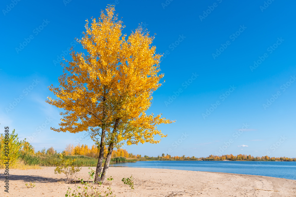 Autumn landscape - a lonely tree with yellow golden leaves on the sandy shore of the bay Autumn landscape - a lonely tree with yellow golden leaves on the sandy shore of the bay