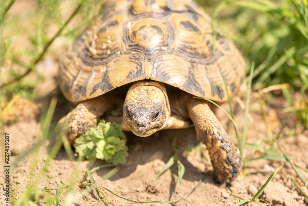 Turtle in nature Turtle in nature