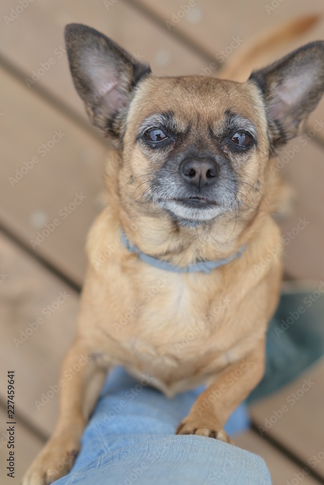 What does a dog want? What does a dog want?