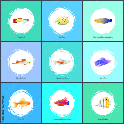 Boxfish and Blue Tamarin Set Vector Illustration