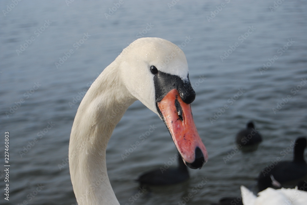 Swan near the sea Swan near the sea