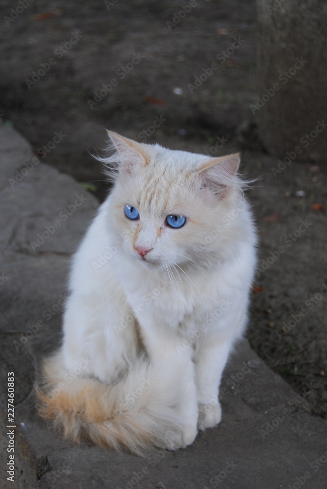 white cat with blue eyes sitting white cat with blue eyes sitting