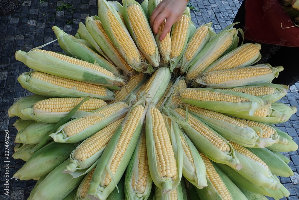 round pile of ripe corn at the market round pile of ripe corn at the market
