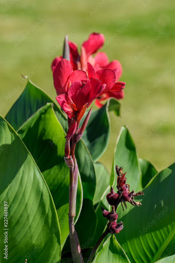 Red flowers of blossom canna lilies.