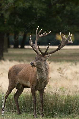 Red deer on a grassy bank of a stream during the rutting season