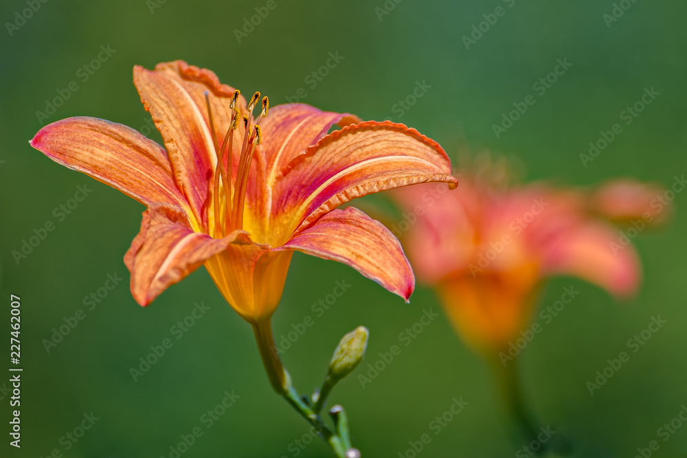 Close-up of flowers of blooming Day-lily (Hemerocallis flower, Hemerocallis fulva) in the sunny day. Close-up of flowers of blooming Day-lily (Hemerocallis flower, Hemerocallis fulva) in the sunny day.