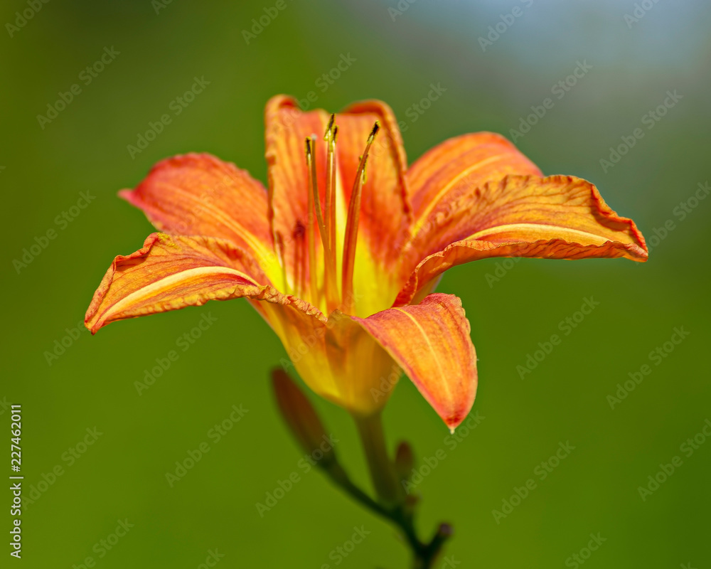 Obraz premium Close-up of flowers of blooming Day-lily (Hemerocallis flower, Hemerocallis fulva) in the sunny day.