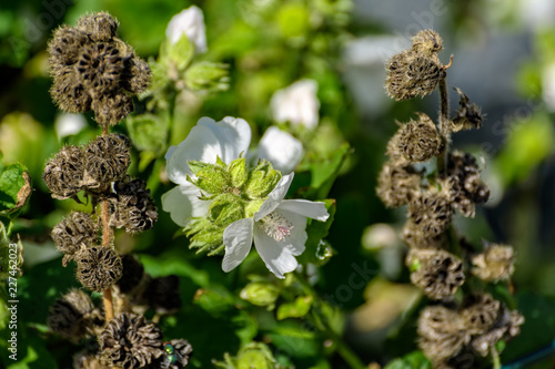 White flower and seeds capsules of blooming Large-Flower Wild Hollyhock (Iliamna grandiflora). photo