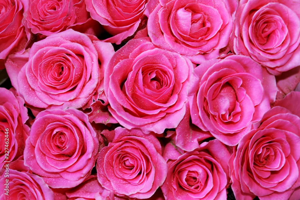 pink roses background pink roses background
