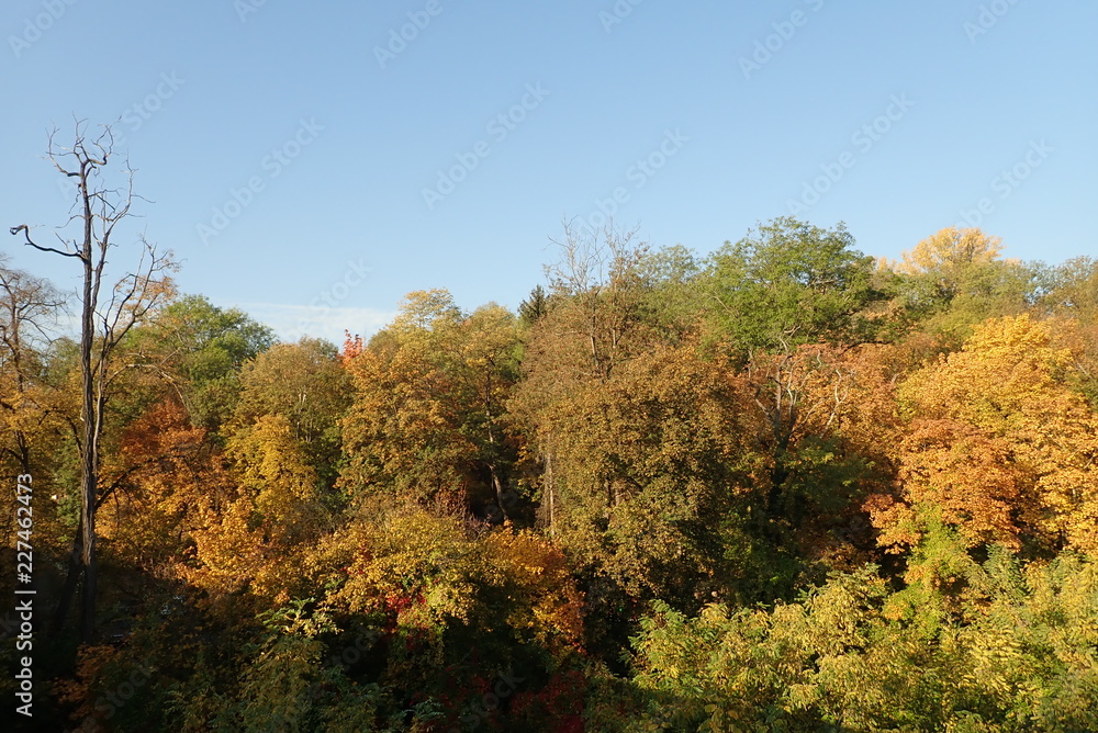 Fototapeta premium autumn forest vith vivid colors
