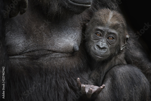 Portrait of gorilla baby sitting with mother