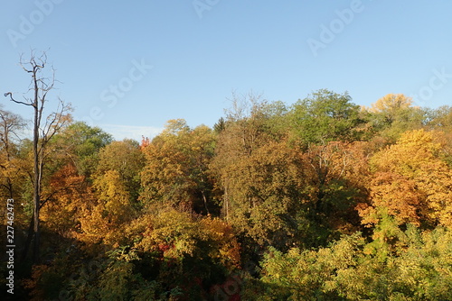 Fototapeta Naklejka Na Ścianę i Meble -  autumn forest vith vivid colors